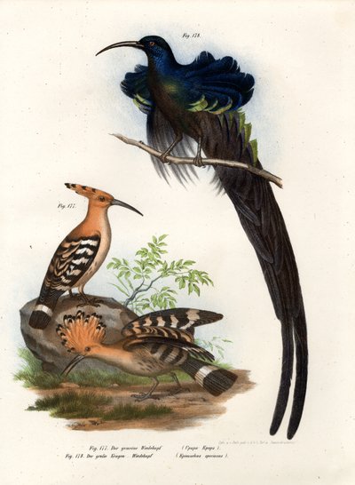 Abubilla, 1864 de German School